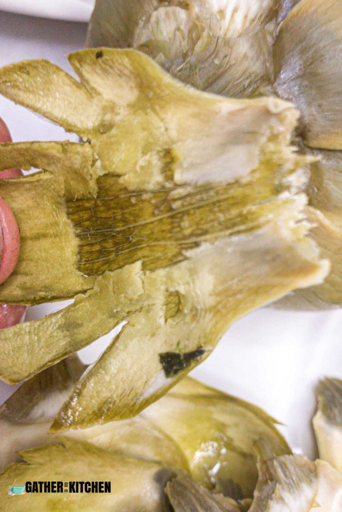 Closeup of artichoke leaf with meat scraped off.